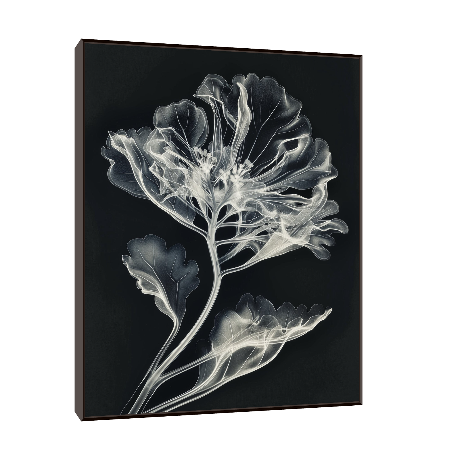 Flower X-Ray III