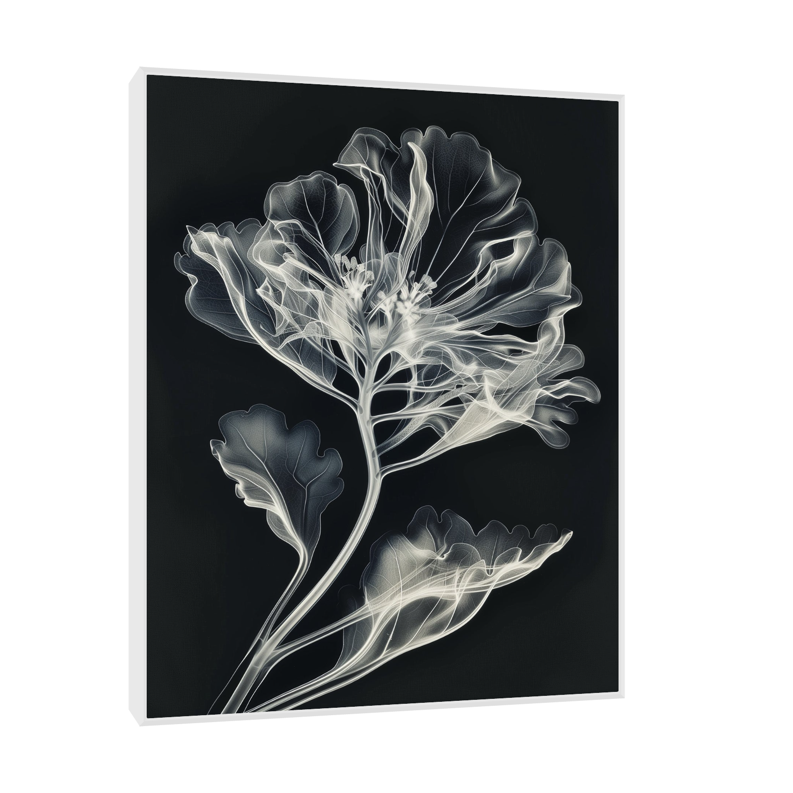 Flower X-Ray III