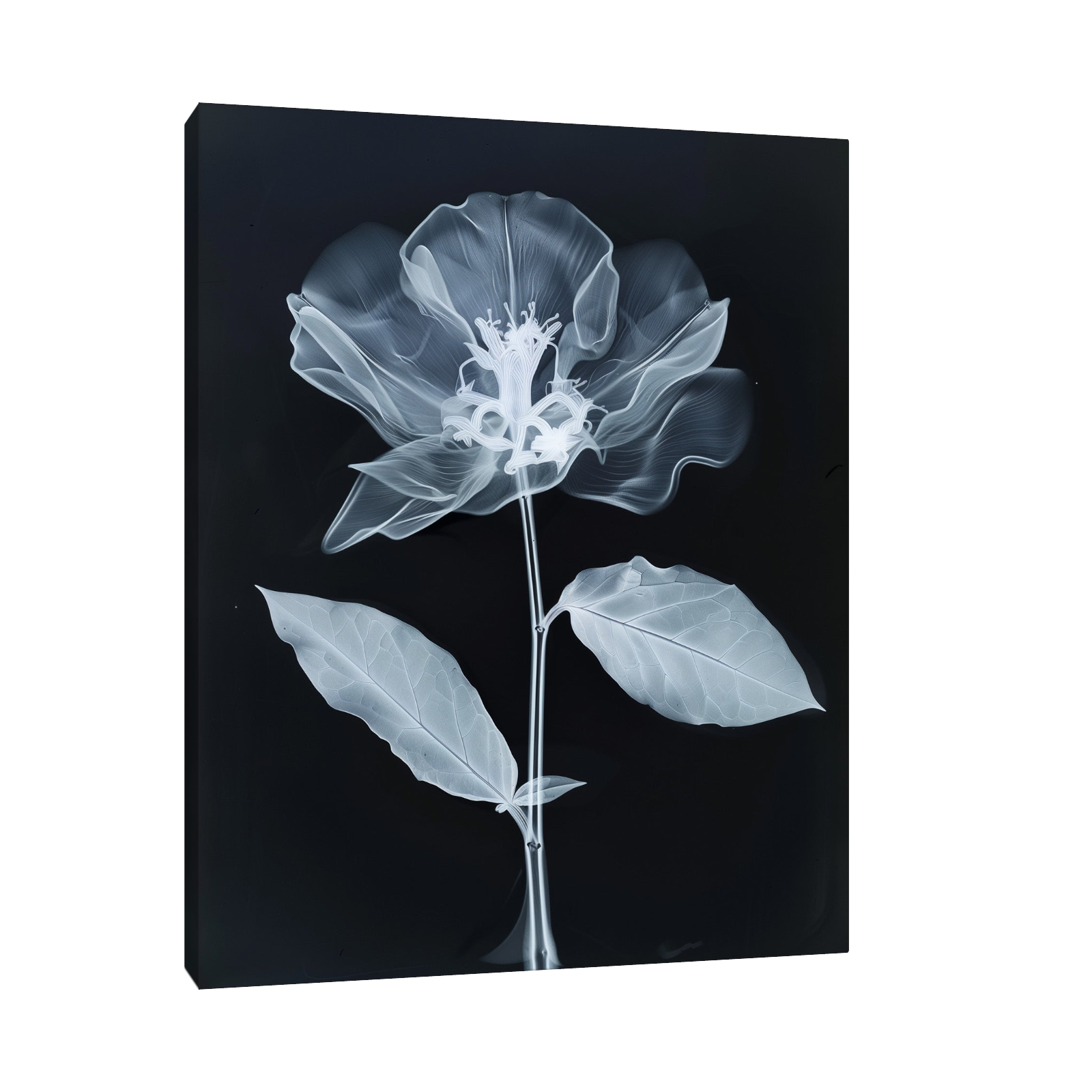 Flower X-Ray V