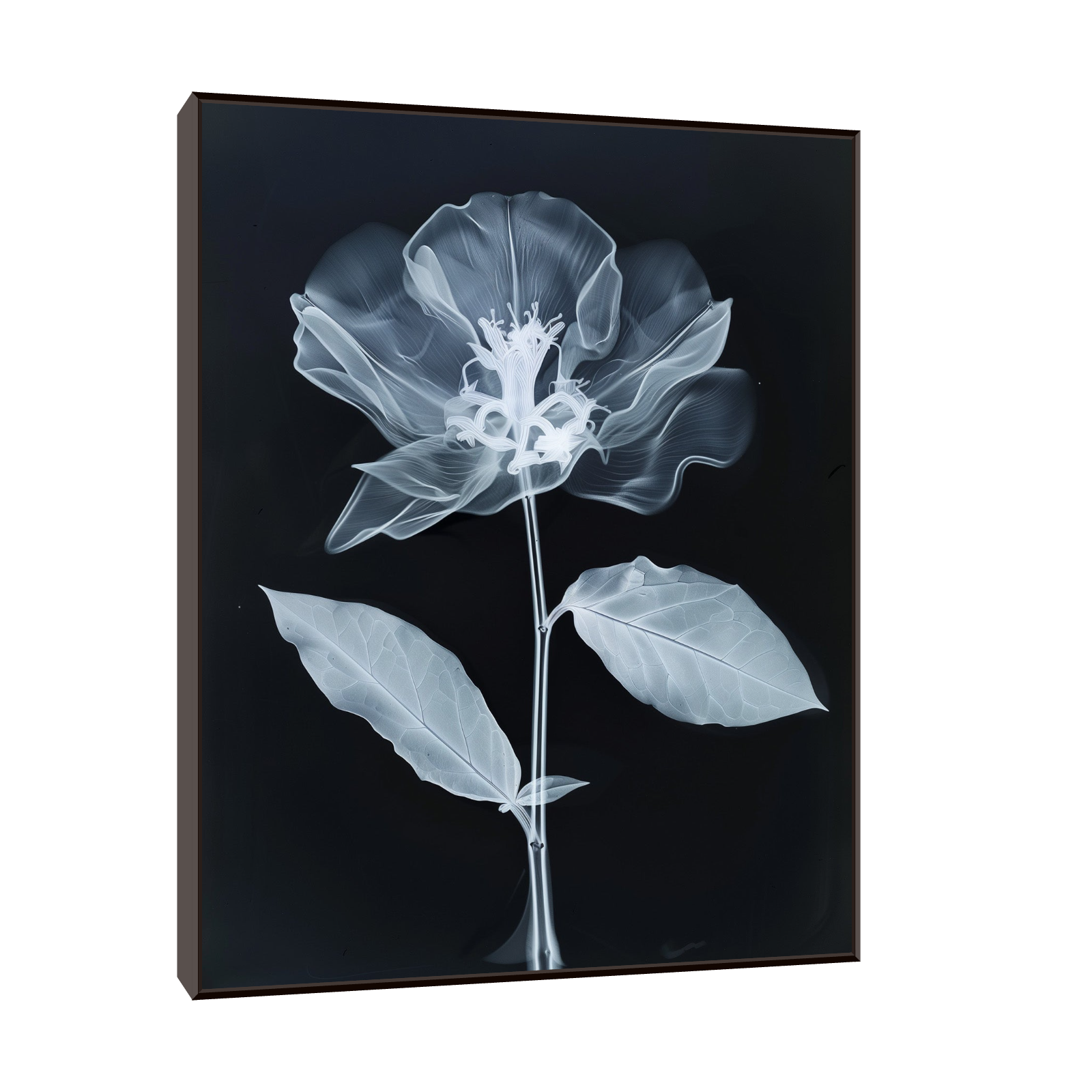Flower X-Ray V