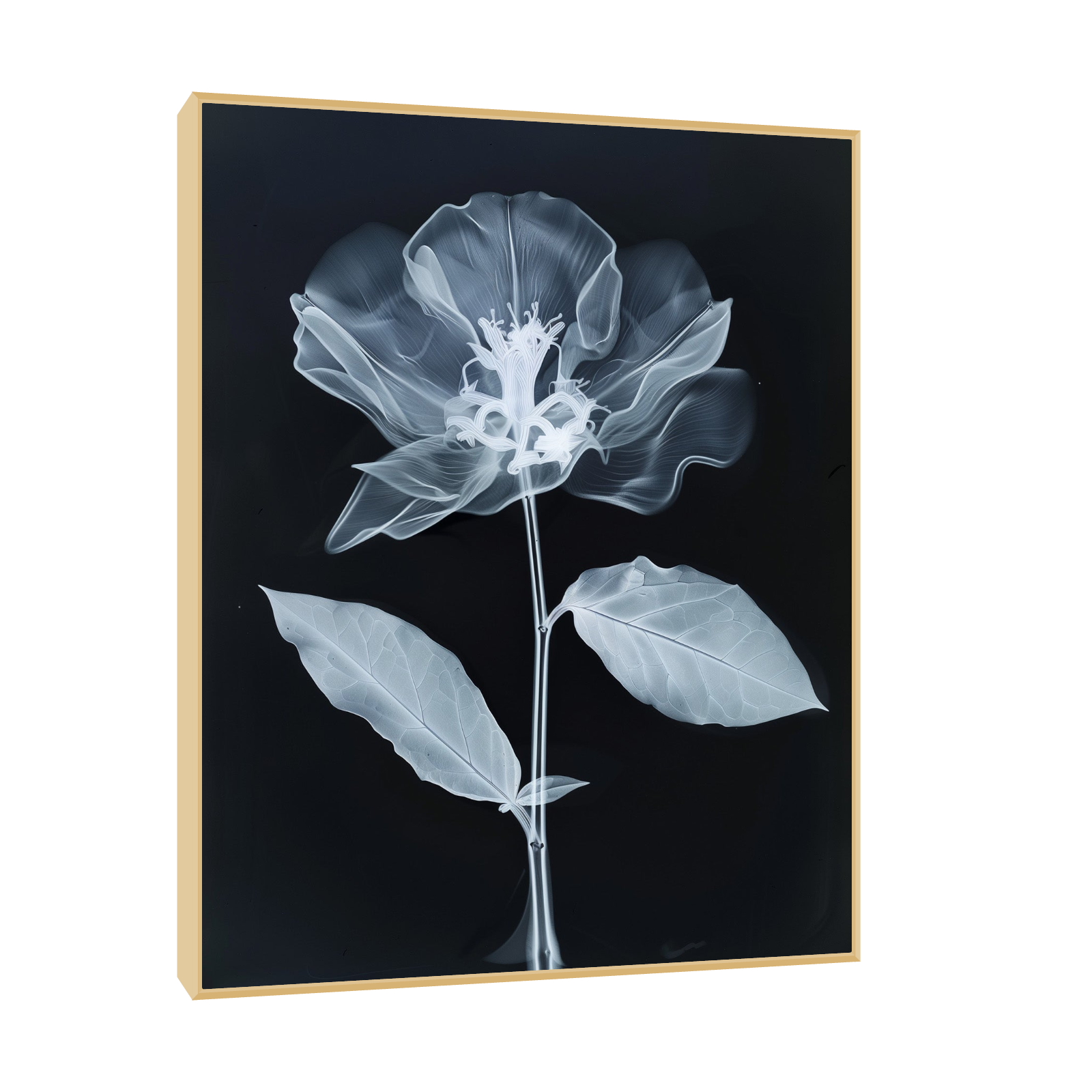 Flower X-Ray V
