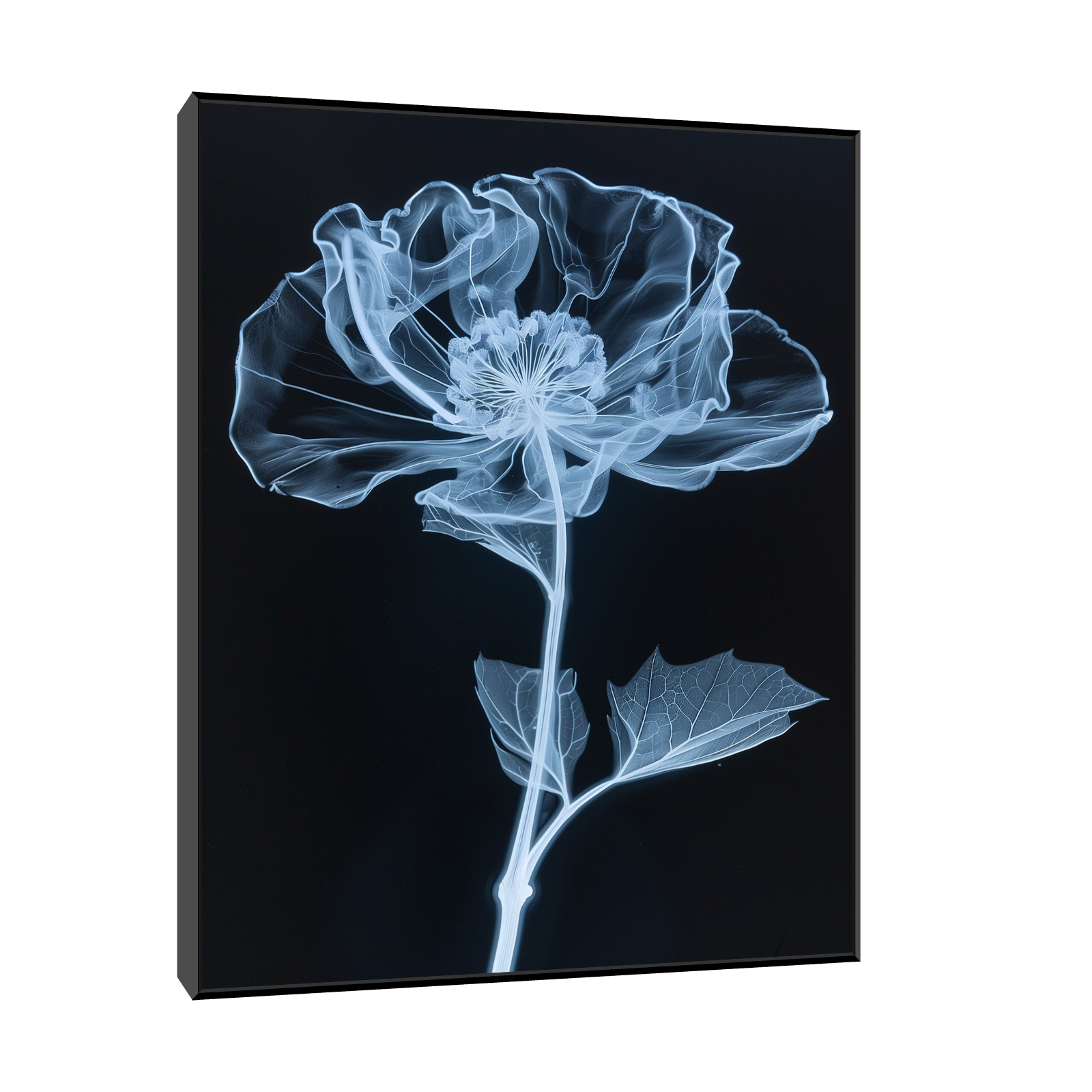 Flower X-Ray VI