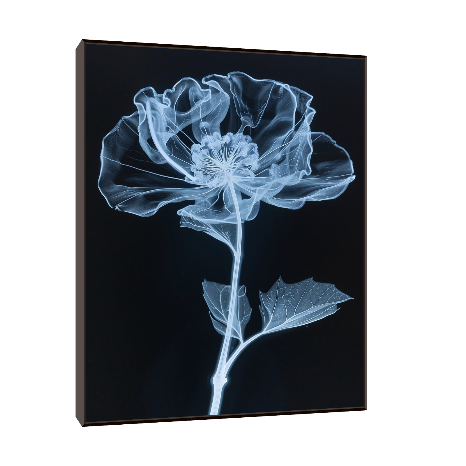 Flower X-Ray VI