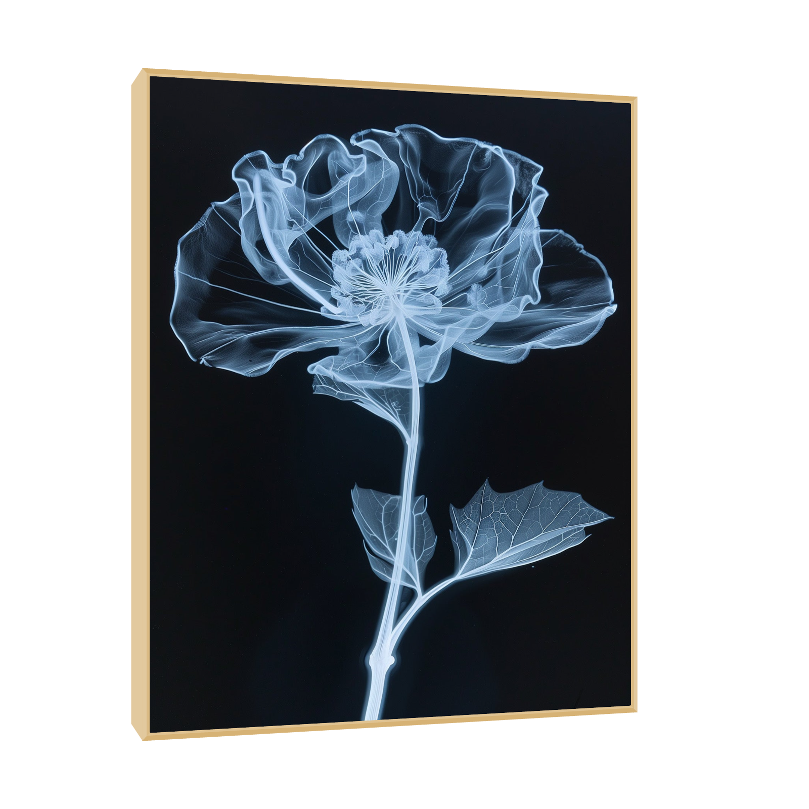 Flower X-Ray VI