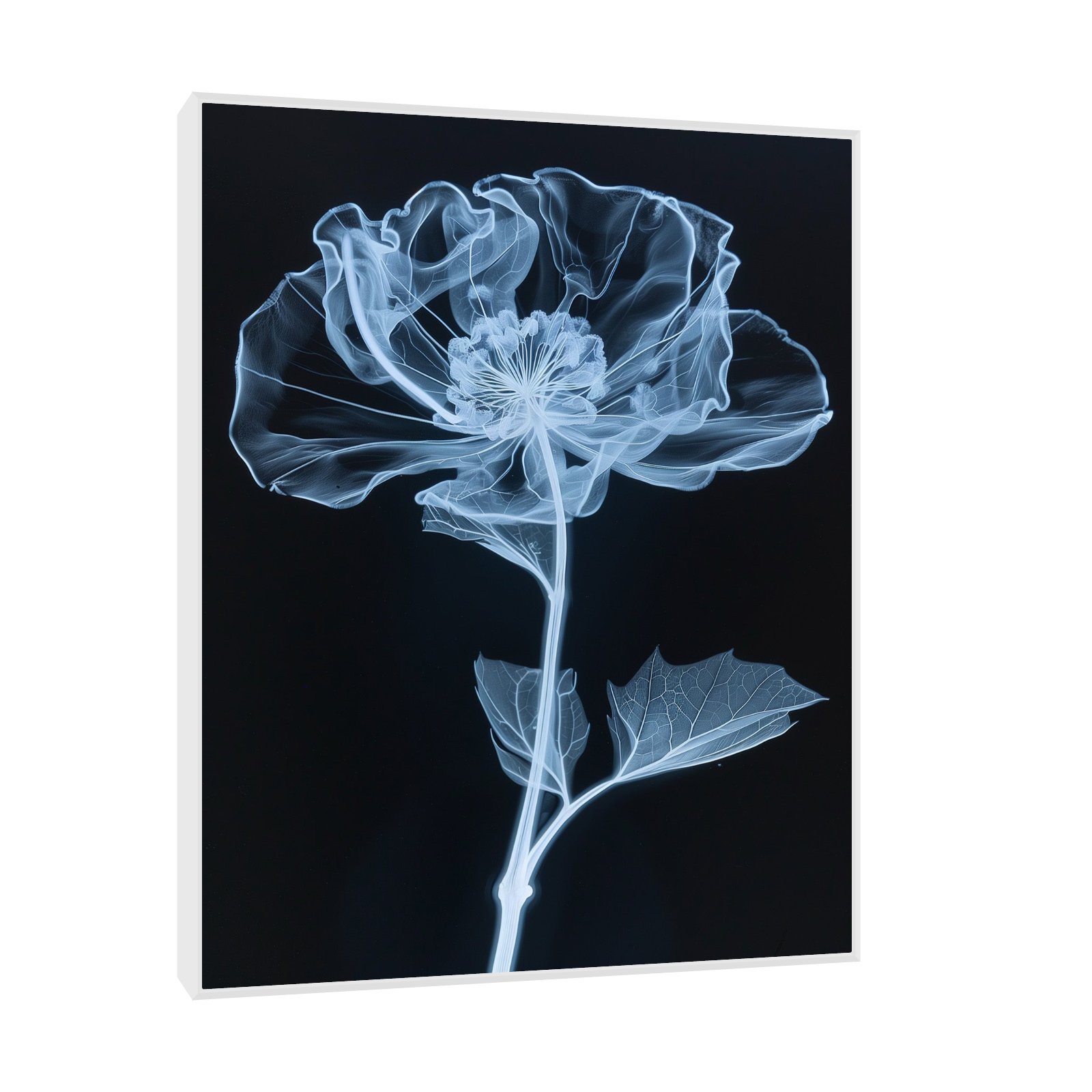 Flower X-Ray VI