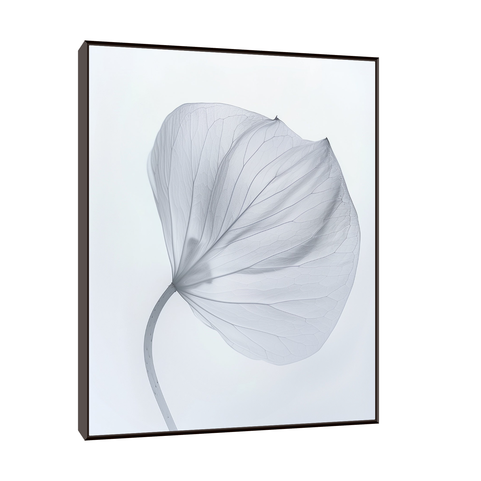 Leaf X-Ray