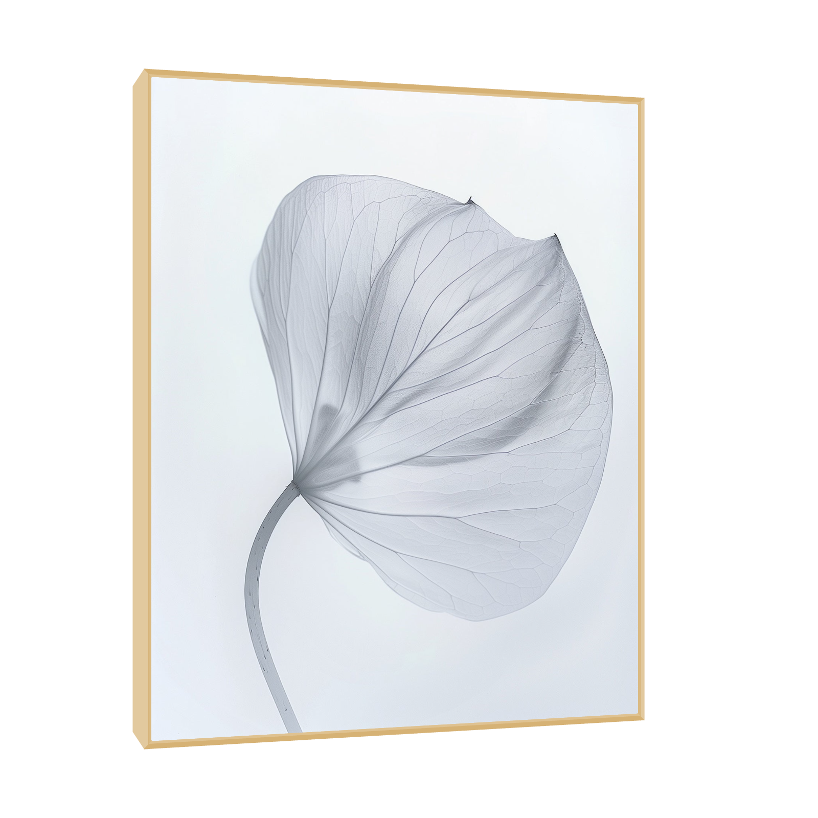 Leaf X-Ray