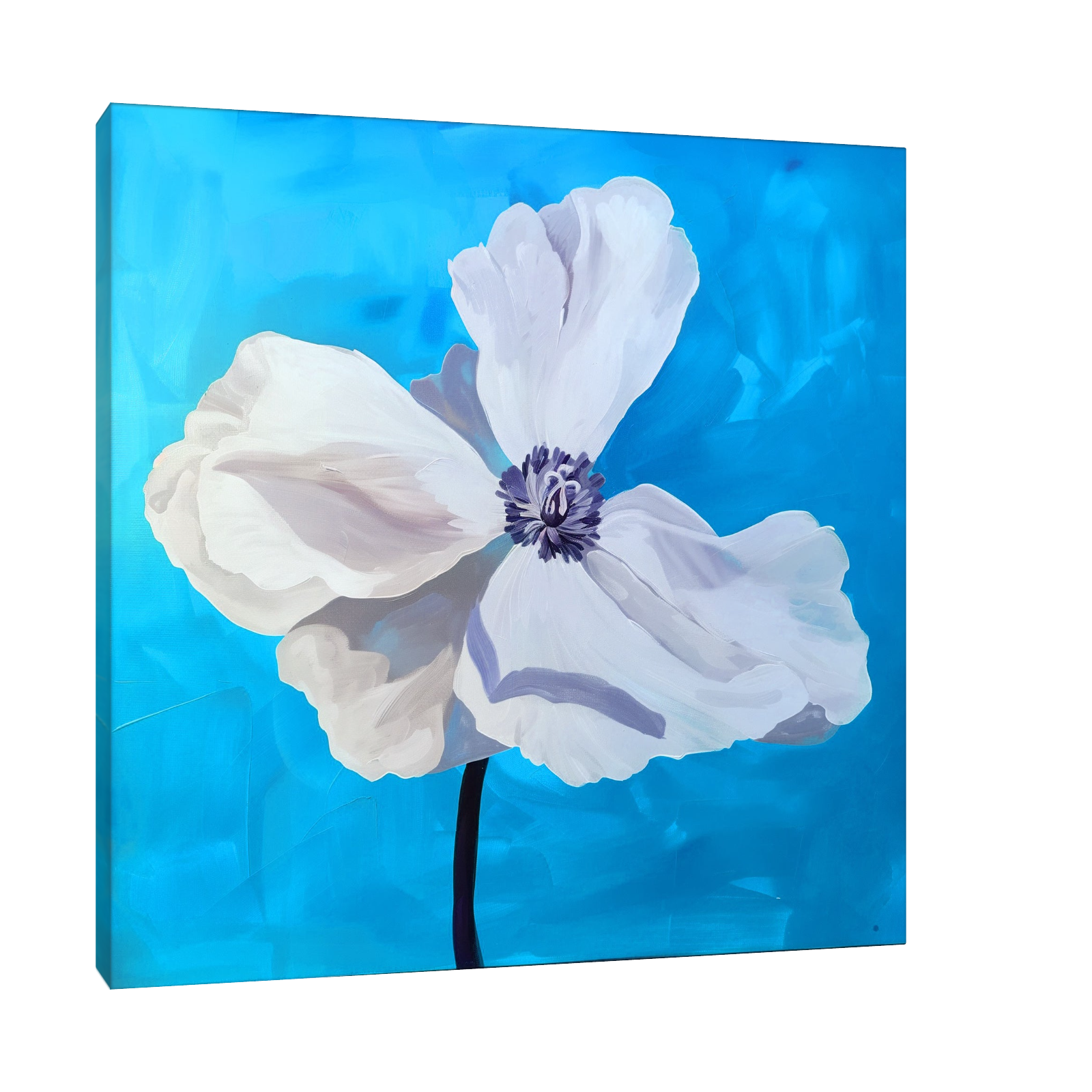 White flower on blue