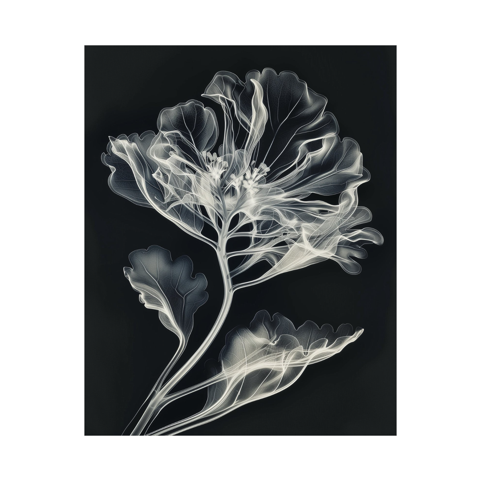 Flower X-Ray III
