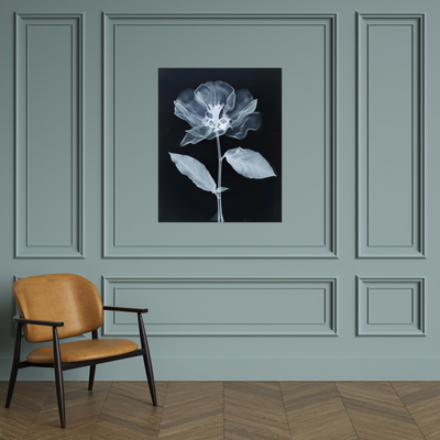 Flower X-Ray V