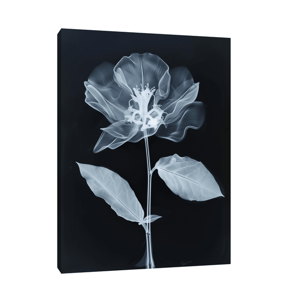 Flower X-Ray V - ArtDeco Canvas