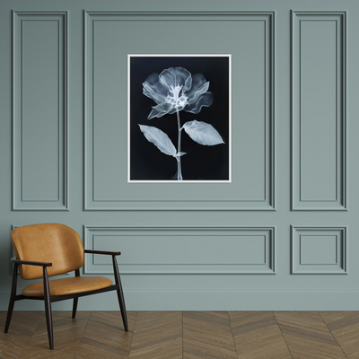 Flower X-Ray V