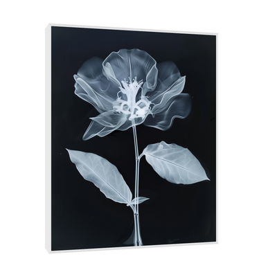 Flower X-Ray V