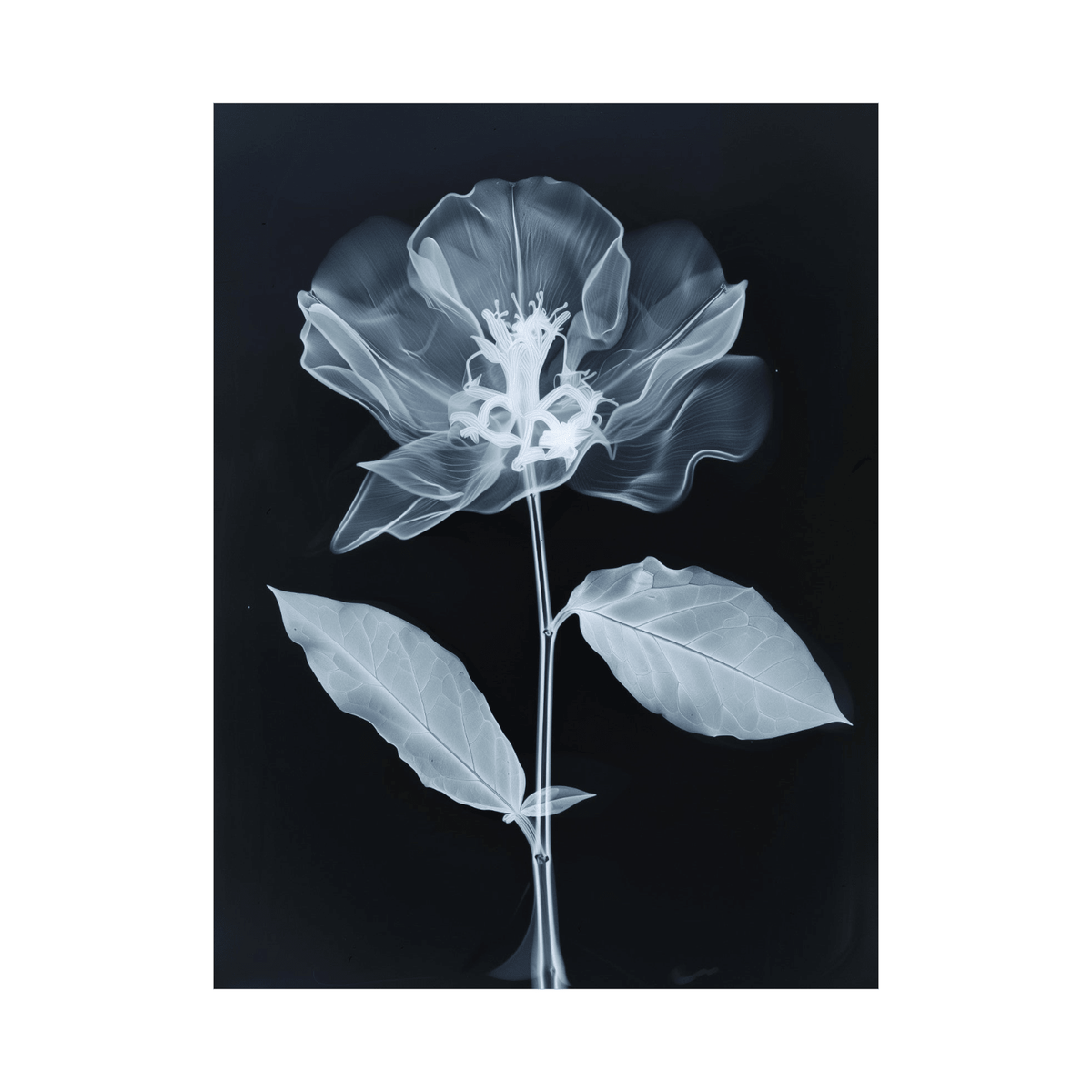 Flower X-Ray V - ArtDeco Canvas