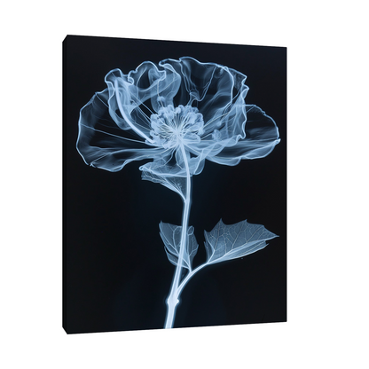 Flower X-Ray VI