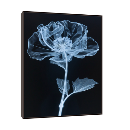 Flower X-Ray VI