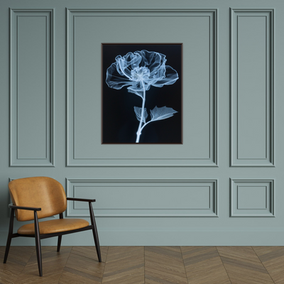 Flower X-Ray VI