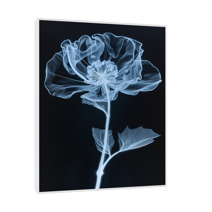 Flower X-Ray VI
