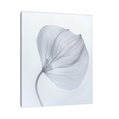 Leaf X-Ray