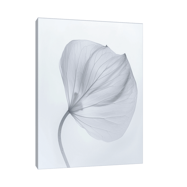 Leaf X-Ray - ArtDeco Canvas