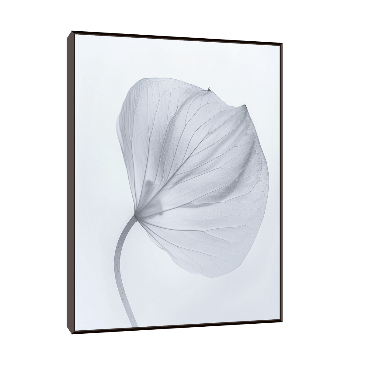 Leaf X-Ray - ArtDeco Canvas