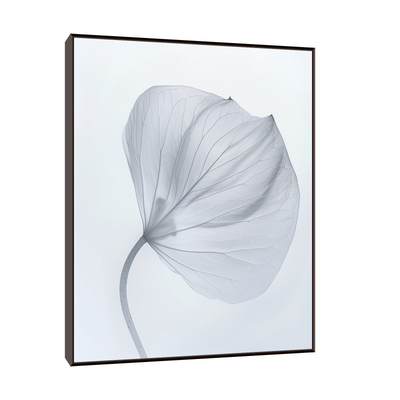 Leaf X-Ray