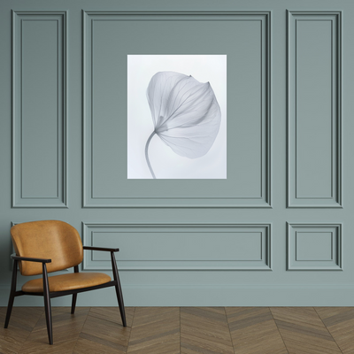 Leaf X-Ray