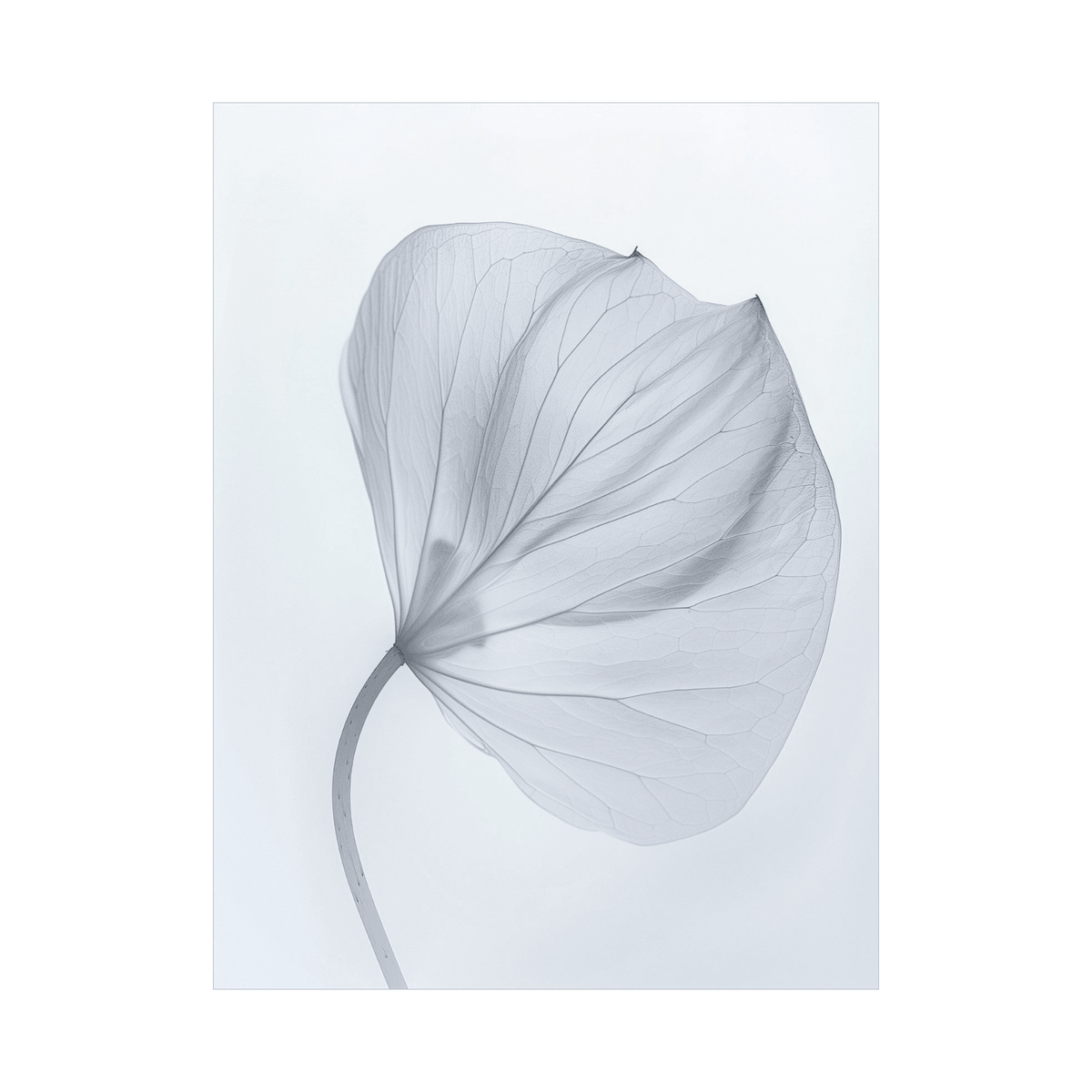 Leaf X-Ray - ArtDeco Canvas