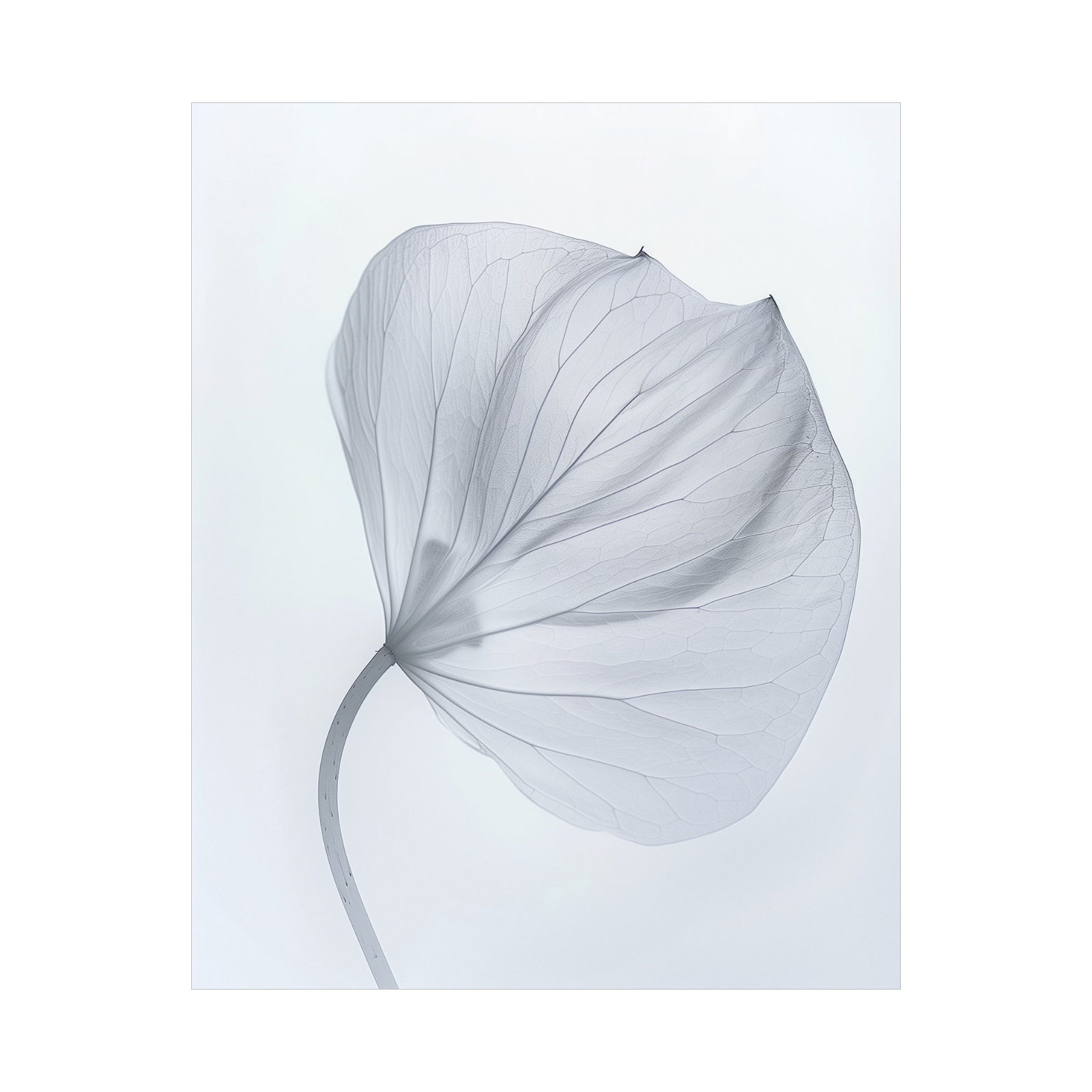 Leaf X-Ray