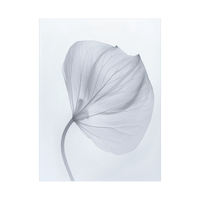 Leaf X-Ray - ArtDeco Canvas