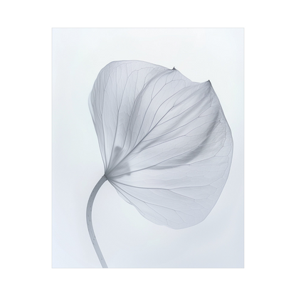 Leaf X-Ray