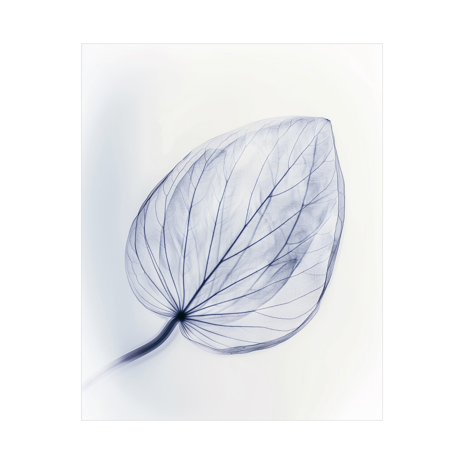 Leaf X-Ray II