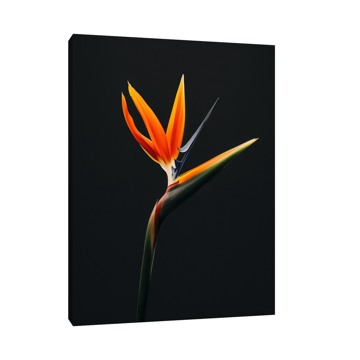 Strelitzia flower II - ArtDeco Canvas