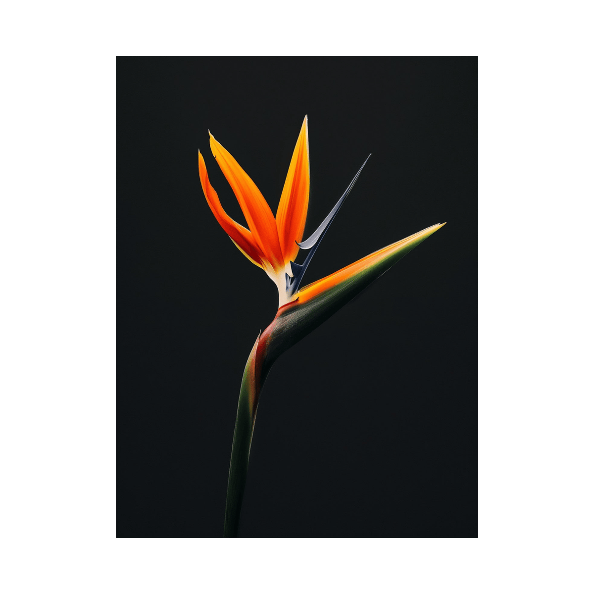 Strelitzia flower II - ArtDeco Canvas