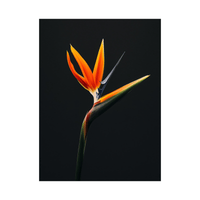 Strelitzia flower II - ArtDeco Canvas