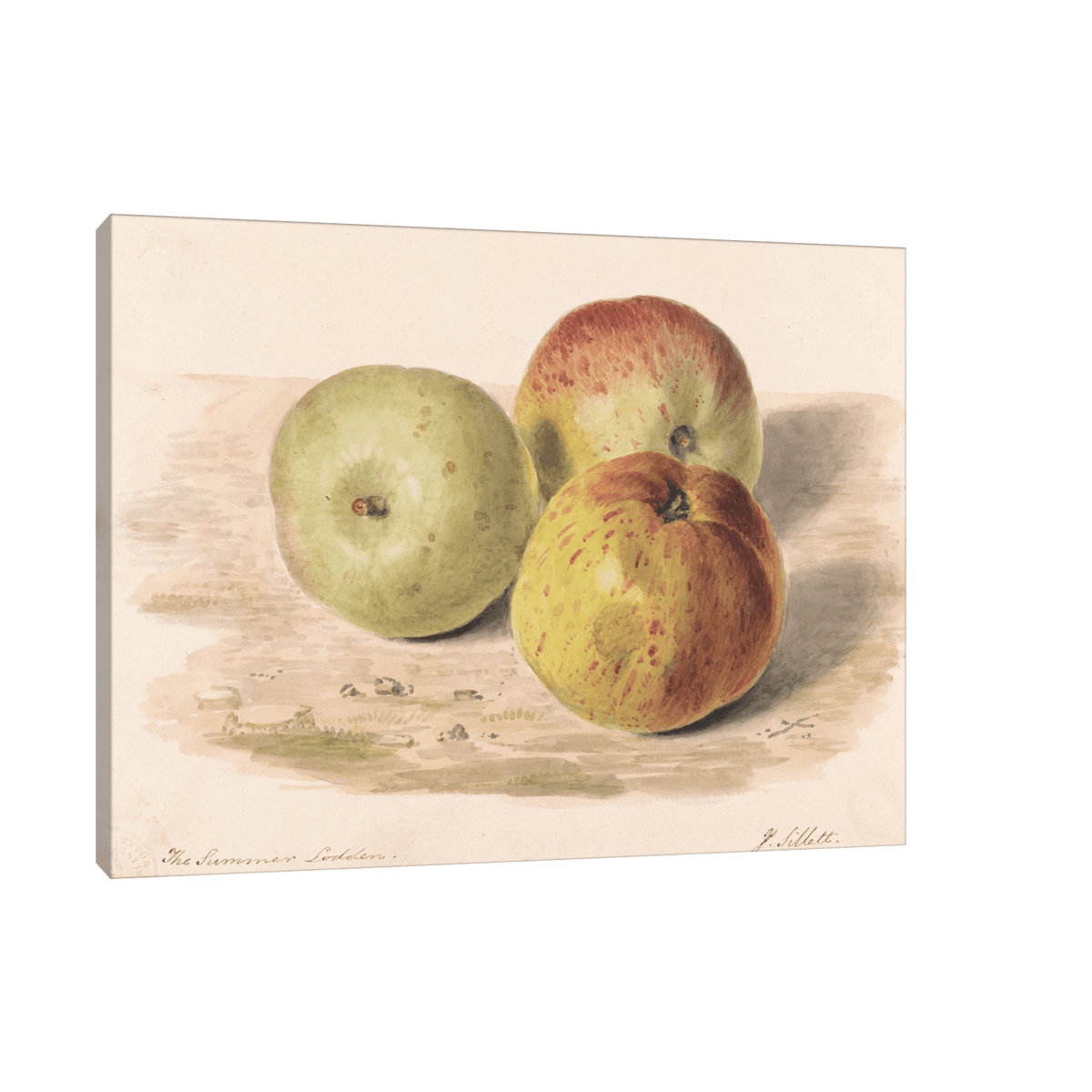 Study of Three Apples, James Sillett - ArtDeco Canvas