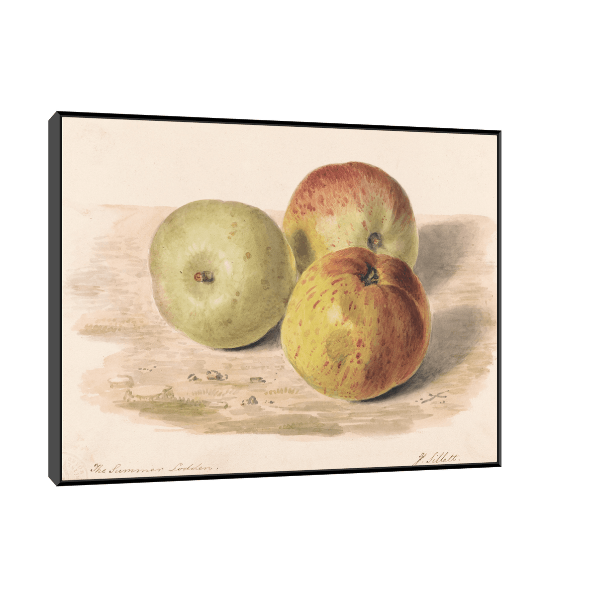 Study of Three Apples, James Sillett - ArtDeco Canvas