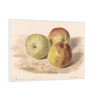 Study of Three Apples, James Sillett - ArtDeco Canvas