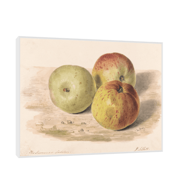 Study of Three Apples, James Sillett - ArtDeco Canvas