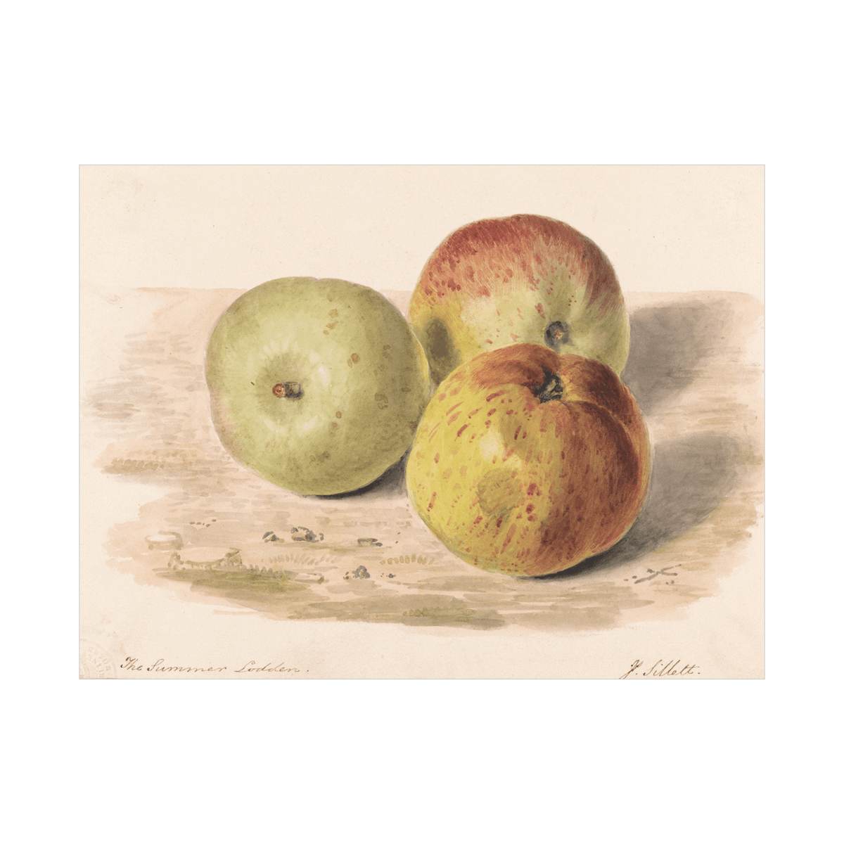 Study of Three Apples, James Sillett - ArtDeco Canvas