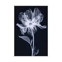 The flower X-ray - ArtDeco Canvas